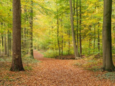 Alman Muensterland 'inde sonbahar zamanı