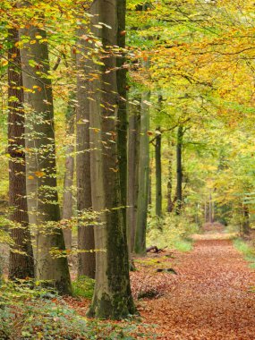 Alman Muensterland 'inde sonbahar zamanı