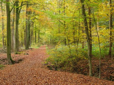Alman Muensterland 'inde sonbahar zamanı