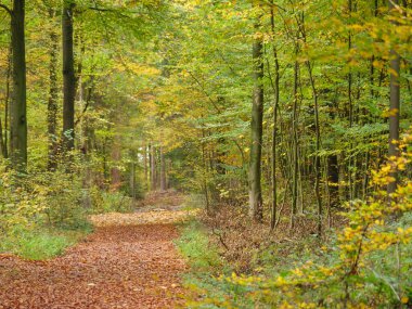 Alman Muensterland 'inde sonbahar zamanı