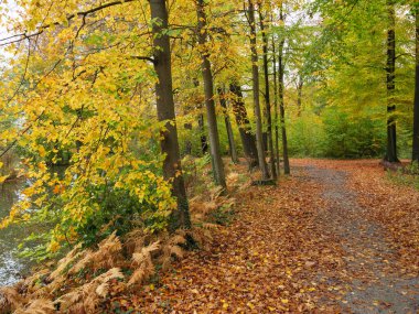 Alman Muensterland 'inde sonbahar zamanı