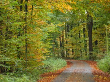 Alman Muensterland 'inde sonbahar zamanı