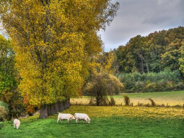 Alman Muensterland 'inde sonbahar zamanı