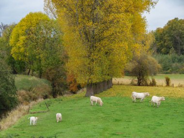 Alman Muensterland 'inde sonbahar zamanı