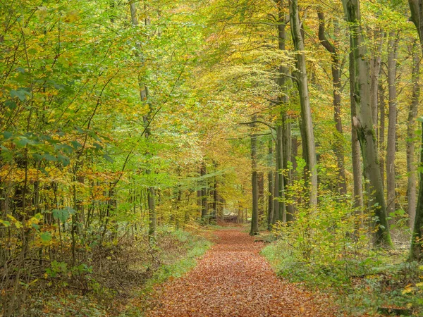 秋天在德国的Muensterland — 图库照片