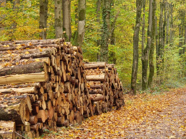 Hösttid Tyska Muensterland — Stockfoto