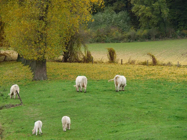 Alman Muensterland Inde Sonbahar Zamanı — Stok fotoğraf