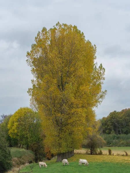 Herbstzeit Münsterland — Stockfoto