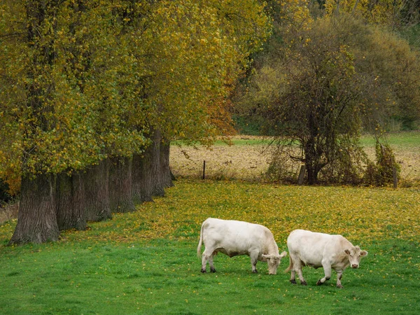 Heure Automne Dans Muensterland Allemand — Photo