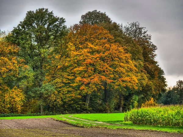 Jesień Niemieckim Muensterland — Zdjęcie stockowe