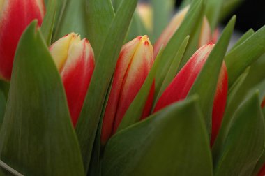 Hollanda 'nın güzel laleleri