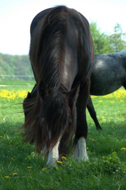 Almanya 'da bir çayırda atlar ve inekler