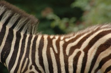 Alman hayvanat bahçesinde zebralar
