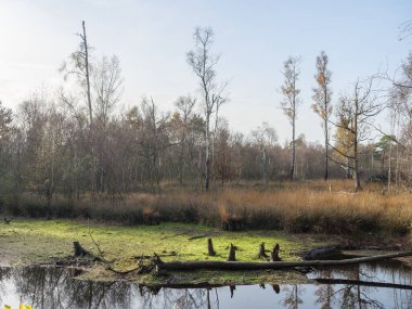 Alman Muensterland 'inde sonbahar zamanı