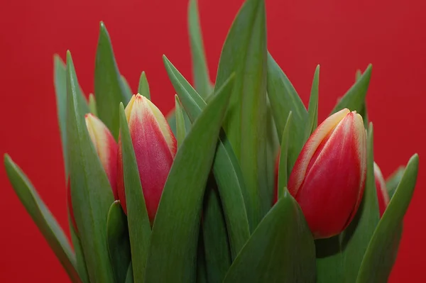 Belles Tulipes Aux Pays Bas — Photo