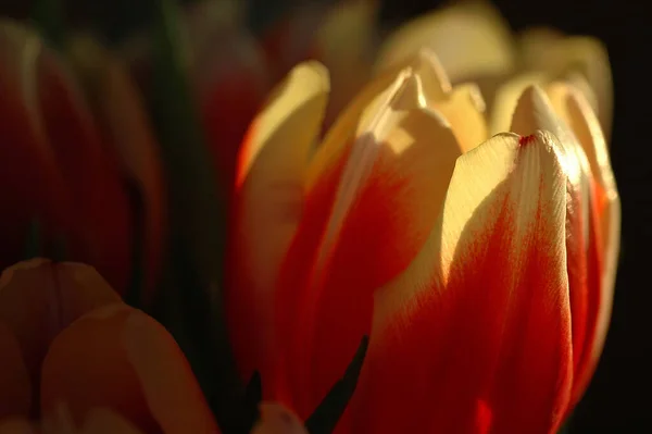 Tulipas Lindas Nas Terras Baixas — Fotografia de Stock