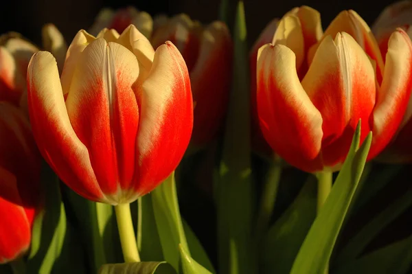 Wunderschöne Tulpen Den Niederlanden — Stockfoto