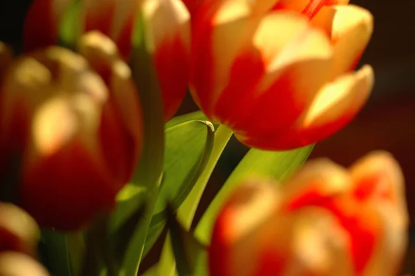 Тюльпаны Преисподней — стоковое фото