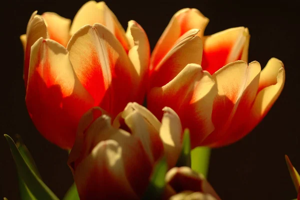 Wunderschöne Tulpen Den Niederlanden — Stockfoto