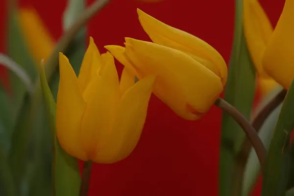 Blutende Tulpe Und Kaktus — Stockfoto