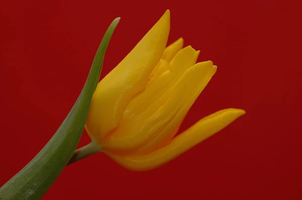 Blutende Tulpe Und Kaktus — Stockfoto