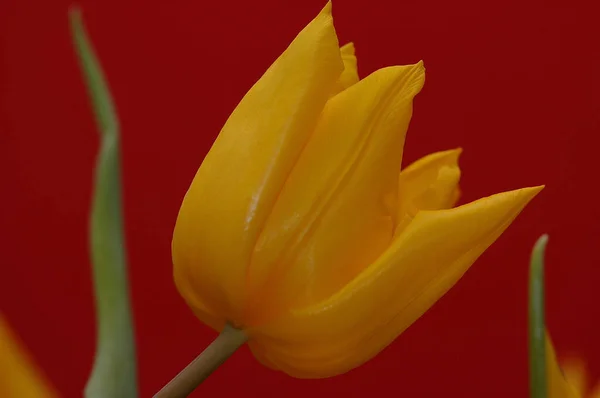 Tulipán Sangrante Cactus — Foto de Stock