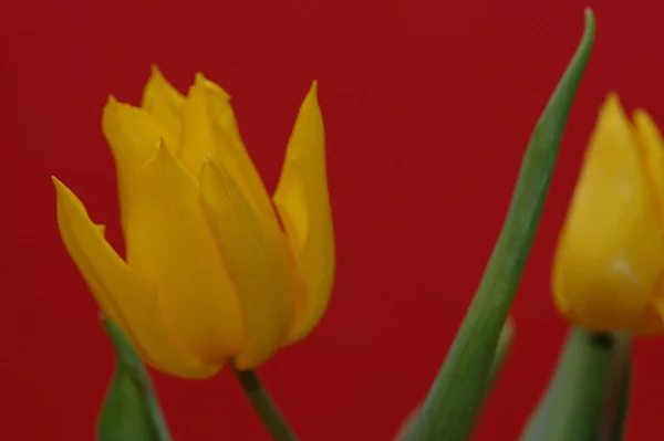 Blutende Tulpe Und Kaktus — Stockfoto