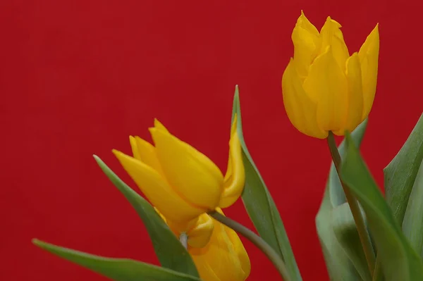 Hemorragia Tulipa Cacto — Fotografia de Stock