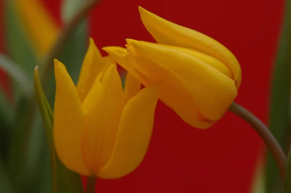 Hemorragia Tulipa Cacto — Fotografia de Stock