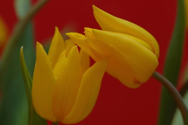 Tulipán Sangrante Cactus — Foto de Stock