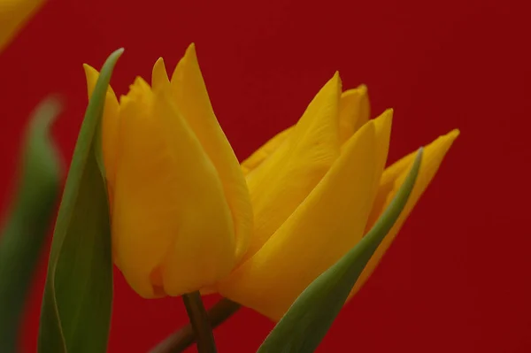 Bleeding Tulip Cactus — Stock Photo, Image