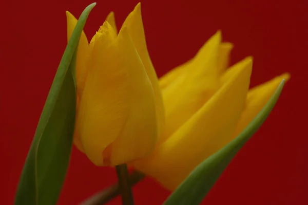 Hemorragia Tulipa Cacto — Fotografia de Stock