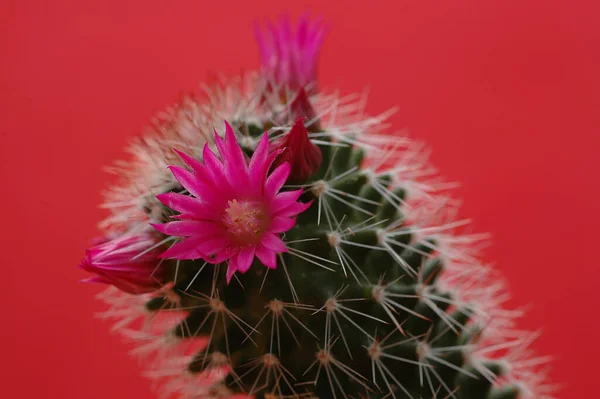 Hemorragia Tulipa Cacto — Fotografia de Stock