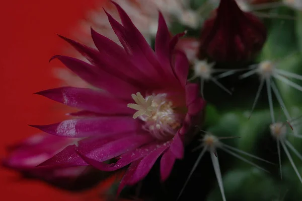 Vérző Tulipán Kaktusz — Stock Fotó