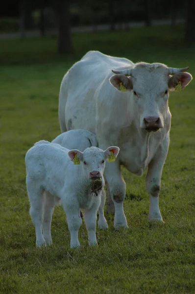 Caballos Vacas Prado Alemania —  Fotos de Stock
