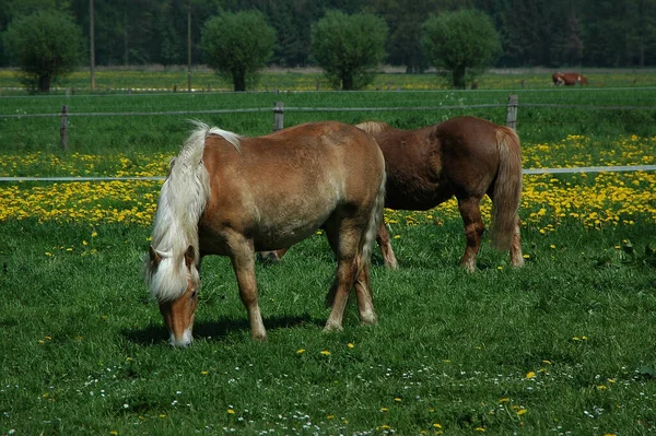 Chevaux Vaches Sur Une Prairie Allemagne — Photo