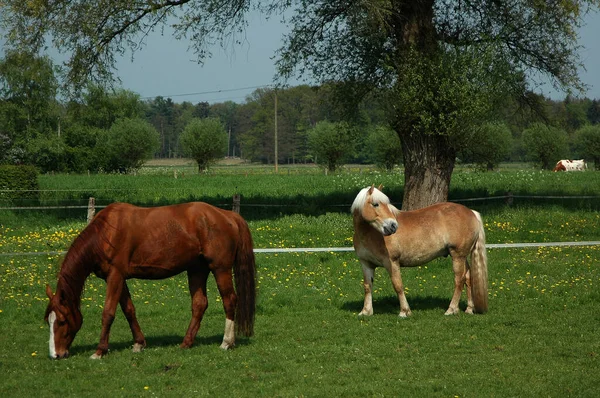 Άλογα Αγελάδες Λιβάδι Στη Γερμανία — Φωτογραφία Αρχείου