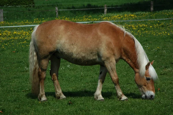 Лошади Коров Лугу Германии — стоковое фото