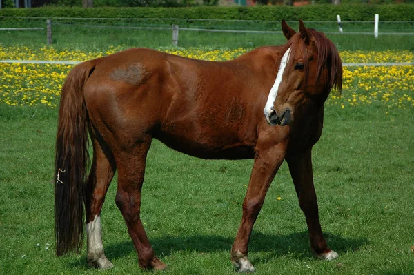 Hästar Äng Tyskland — Stockfoto