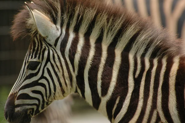 Zebras Einem Deutschen Zoo — Stockfoto