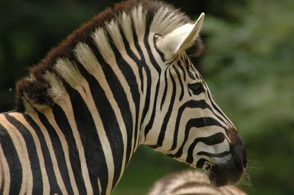 Zebre Într Grădină Zoologică Germană — Fotografie, imagine de stoc