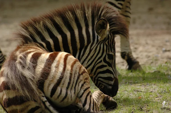 Zebras Einem Deutschen Zoo — Stockfoto