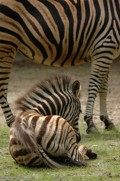 Alman Hayvanat Bahçesinde Zebralar — Stok fotoğraf