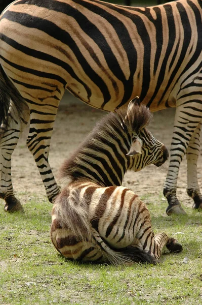 Zebras German Zoo — Stock Photo, Image