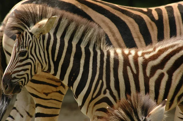 Zebras Einem Deutschen Zoo — Stockfoto