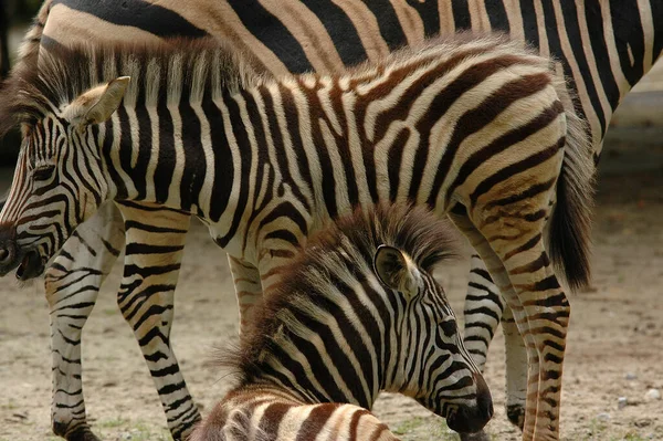 Zebras Einem Deutschen Zoo — Stockfoto