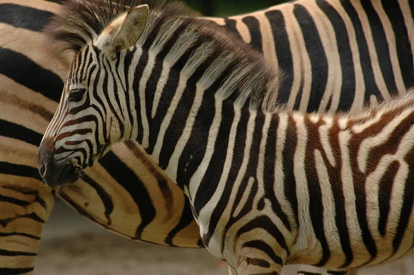 Zebre Într Grădină Zoologică Germană — Fotografie, imagine de stoc