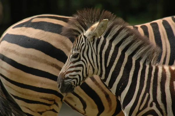 Zebras Einem Deutschen Zoo — Stockfoto