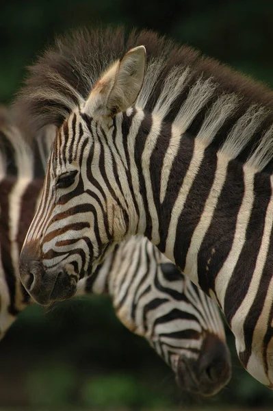 Zèbres Dans Zoo Allemand — Photo