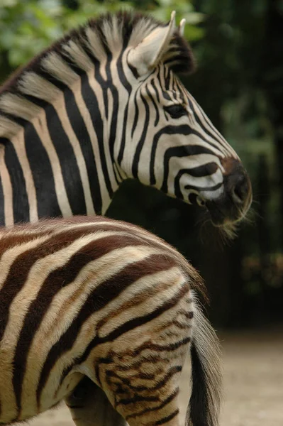 Zebras Einem Deutschen Zoo — Stockfoto